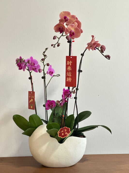 2025 Chinese New Year orchid arrangement Trend in Dubai